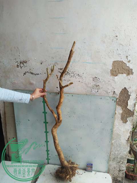 IMG20170227101716.jpg