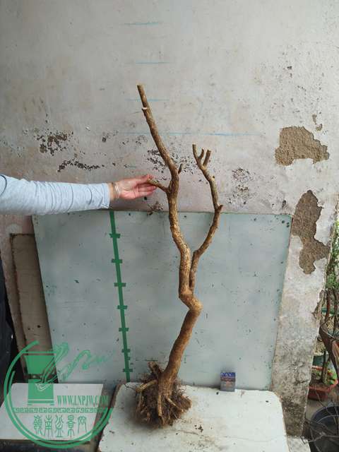 IMG20170227101738.jpg
