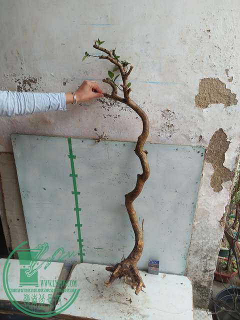 IMG20170227101821.jpg