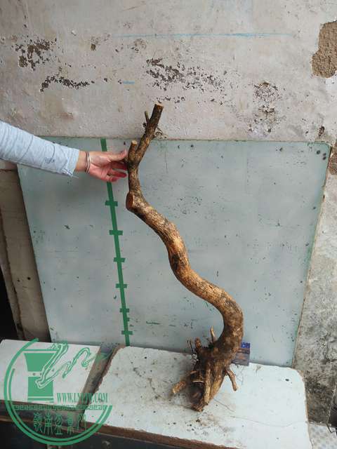 IMG20170227101923.jpg