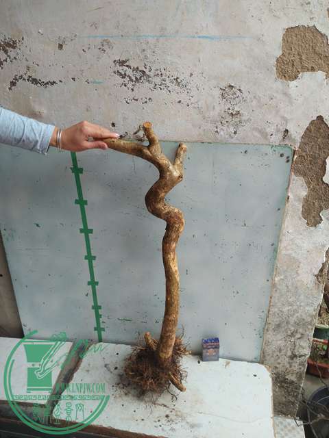 IMG20170227102024.jpg