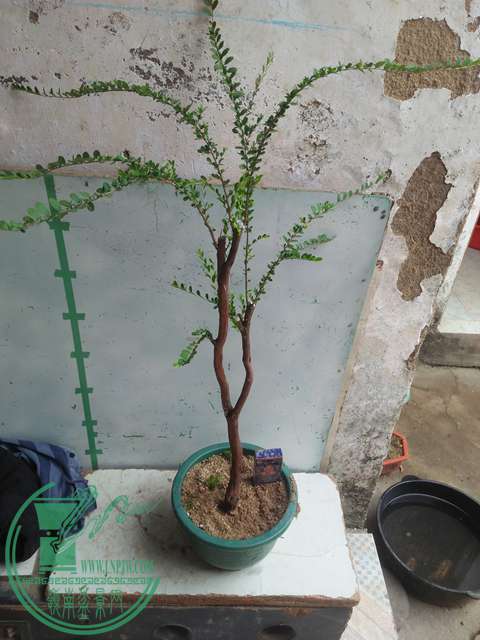 IMG20170225141100.jpg
