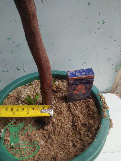 IMG20170225141115.jpg
