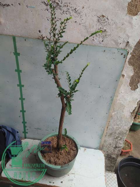 IMG20170225141343.jpg