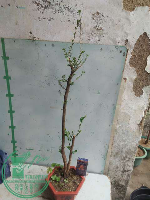 IMG20170225141413.jpg