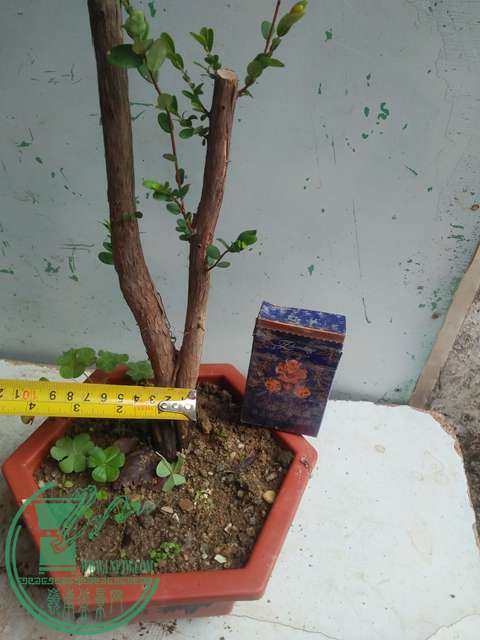 IMG20170225141419.jpg