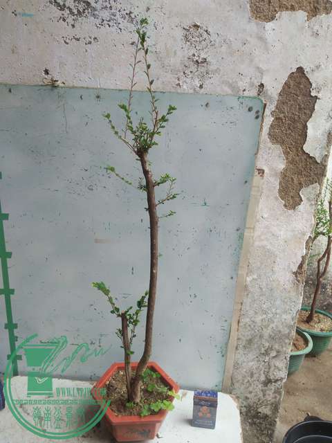 IMG20170225141428.jpg