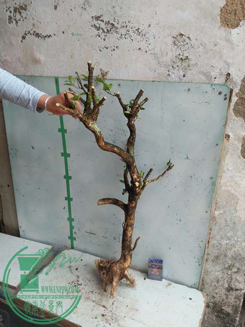 IMG20170227102415.jpg