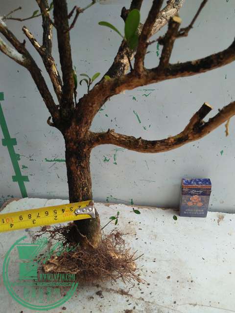 IMG20170227102447.jpg
