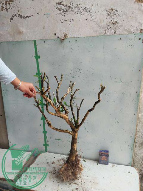 IMG20170227102456.jpg