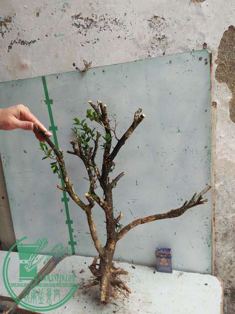 IMG20170227102513.jpg