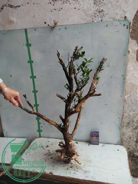 IMG20170227102530.jpg