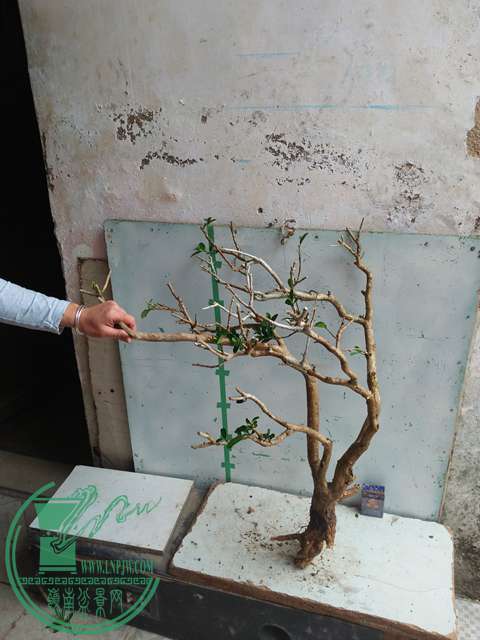 IMG20170227102706.jpg