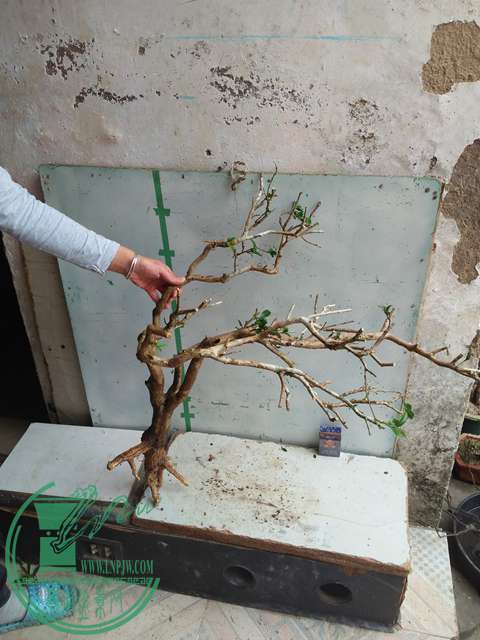 IMG20170227102741.jpg
