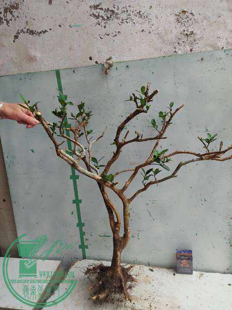 IMG20170227102818.jpg