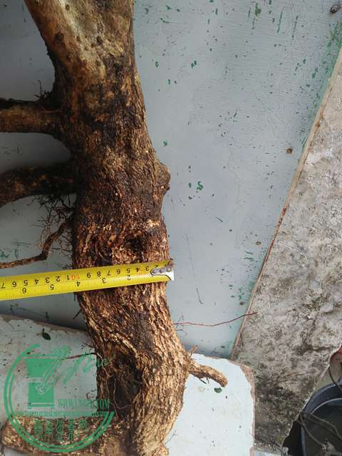IMG20170227102955.jpg