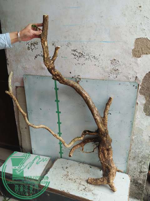 IMG20170227103009.jpg