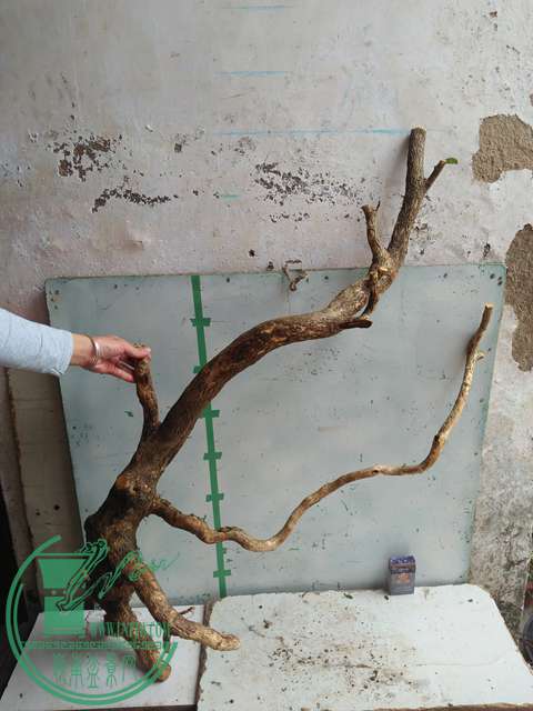 IMG20170227103028.jpg