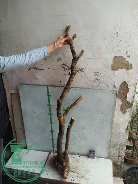 IMG20170227103246.jpg