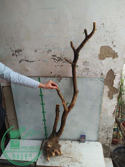 IMG20170227103303.jpg