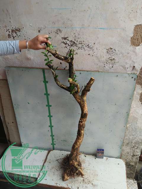 IMG20170227103332.jpg