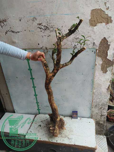 IMG20170227103352.jpg