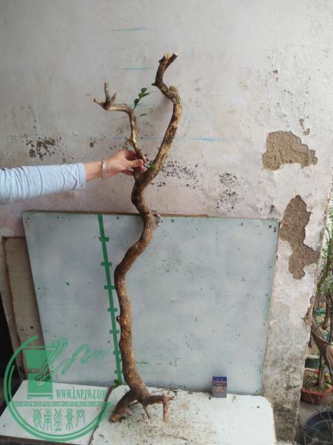 IMG20170227103515.jpg