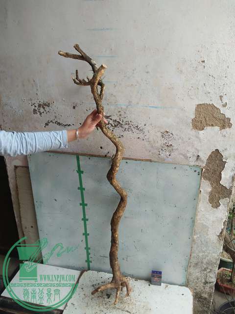 IMG20170227103645.jpg