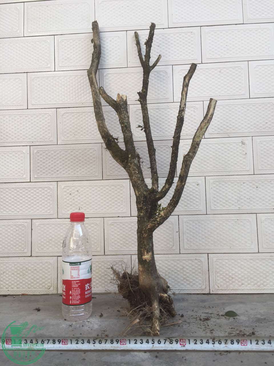 32.jpg