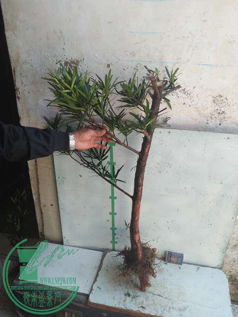 IMG20170228134243.jpg
