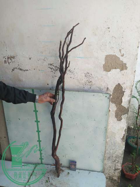 IMG20170228134459.jpg