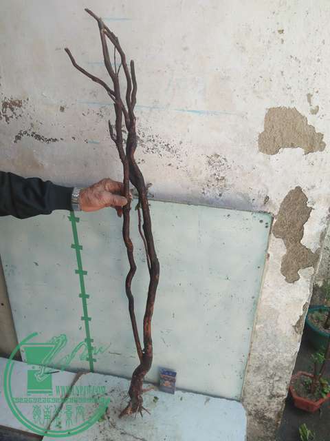 IMG20170228134515.jpg