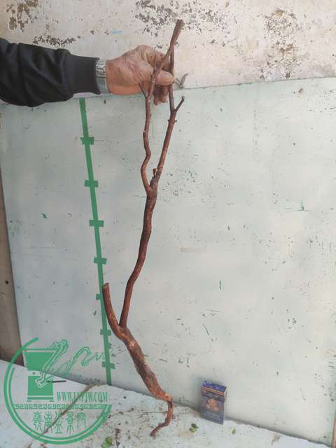 IMG20170228134534.jpg