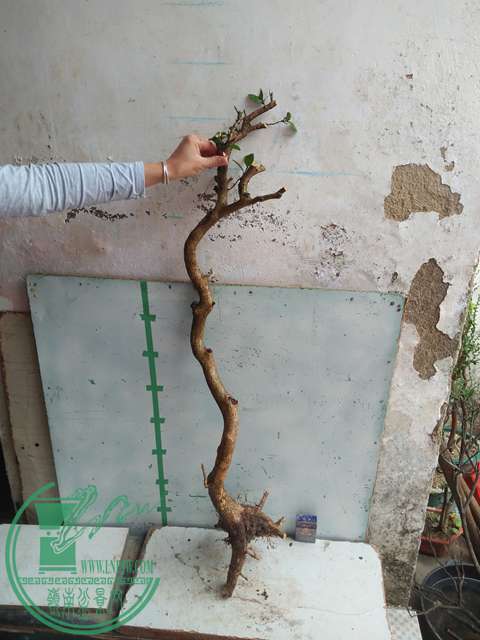IMG20170227101801.jpg