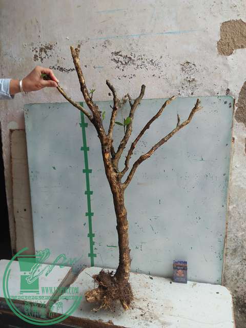 IMG20170227102541.jpg