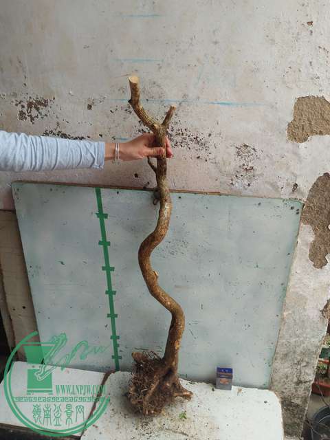 IMG20170227103712.jpg