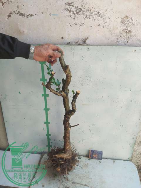 IMG20170228134343.jpg