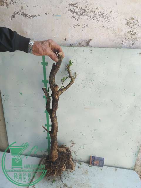 IMG20170228134358.jpg
