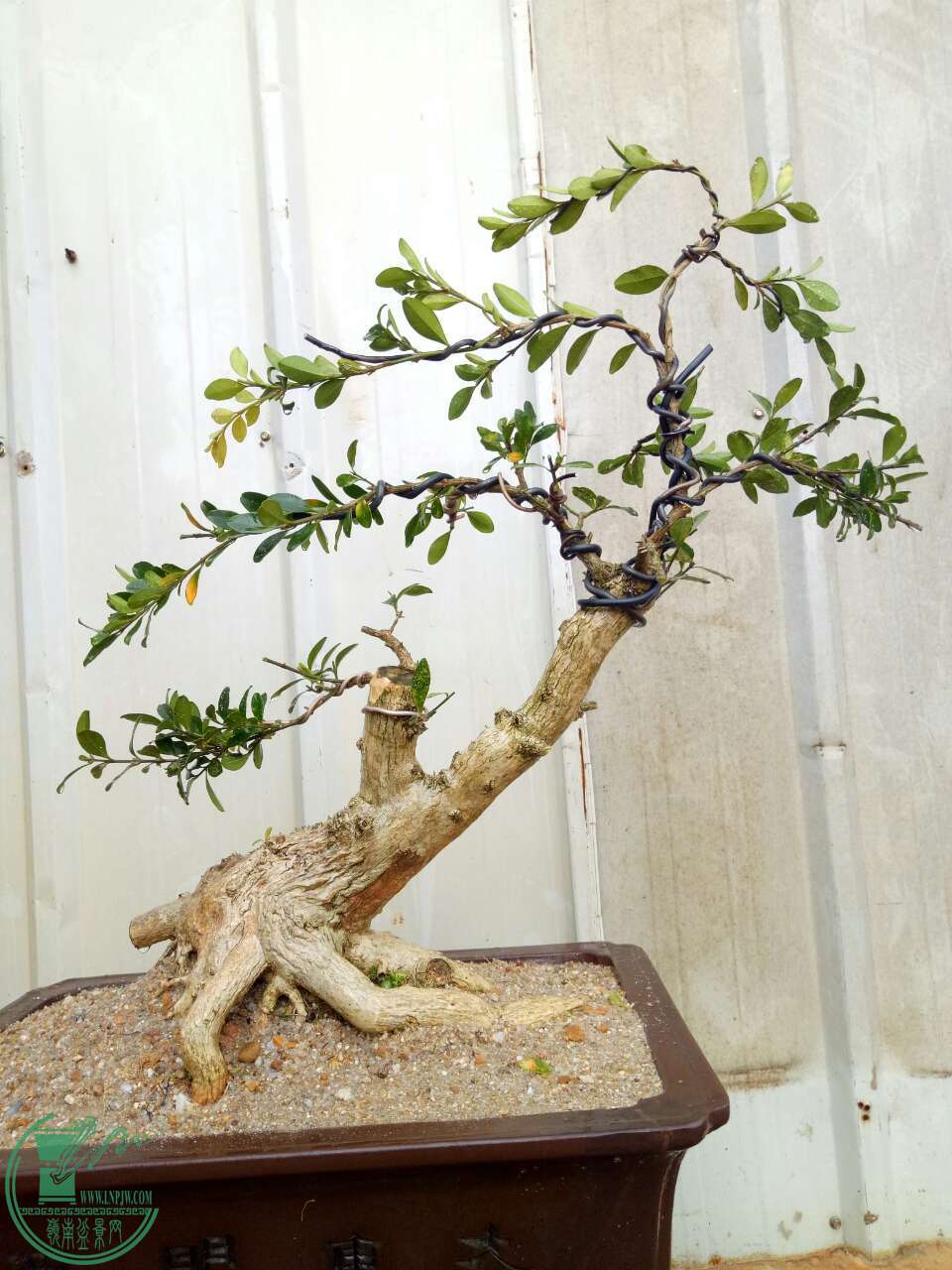 mmexport1488449420480.jpg