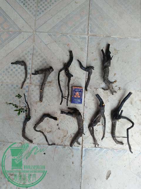 IMG20170301105728.jpg