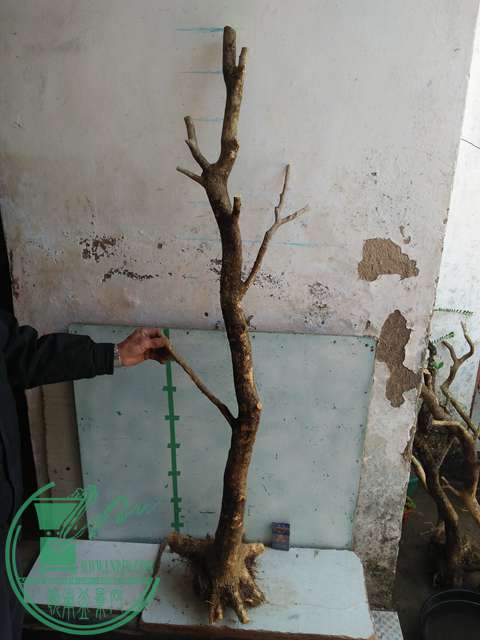 IMG20170302113202.jpg