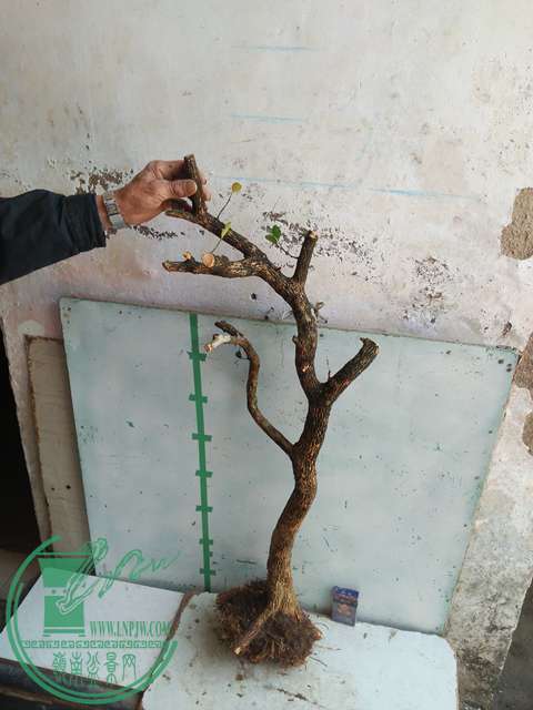 IMG20170302113412.jpg