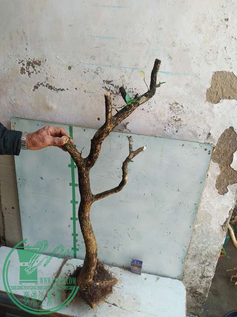 IMG20170302113439.jpg