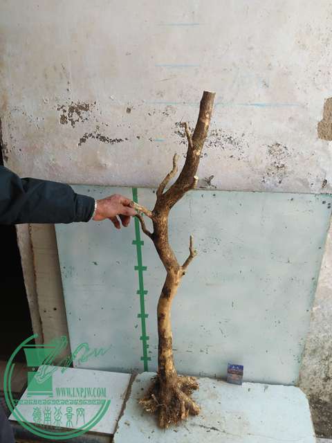IMG20170302113502.jpg