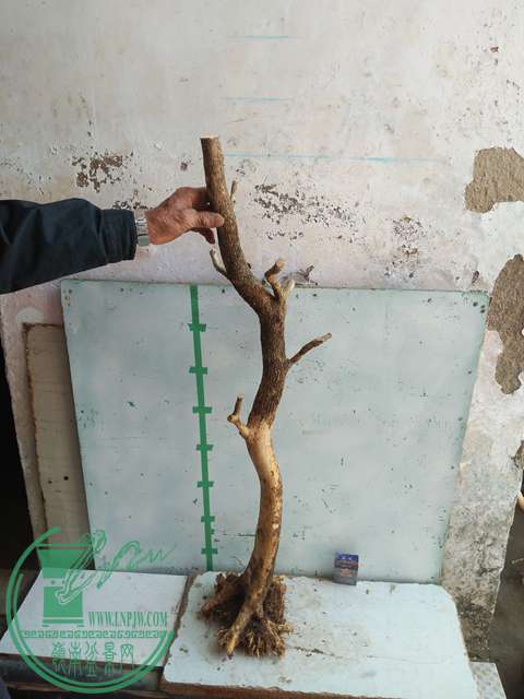IMG20170302113525.jpg