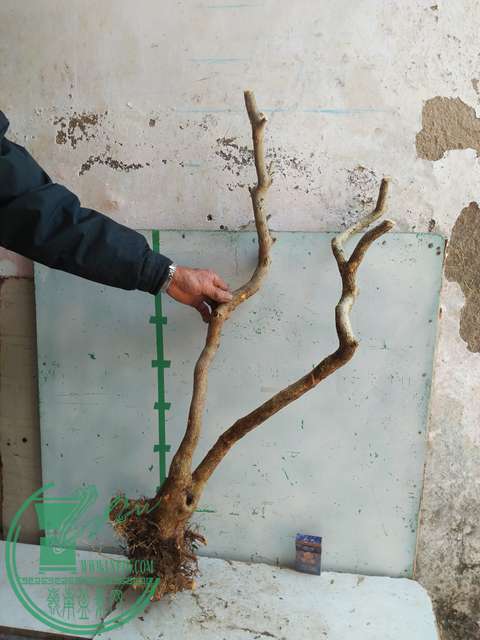 IMG20170302113756.jpg