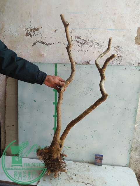 IMG20170302113811.jpg
