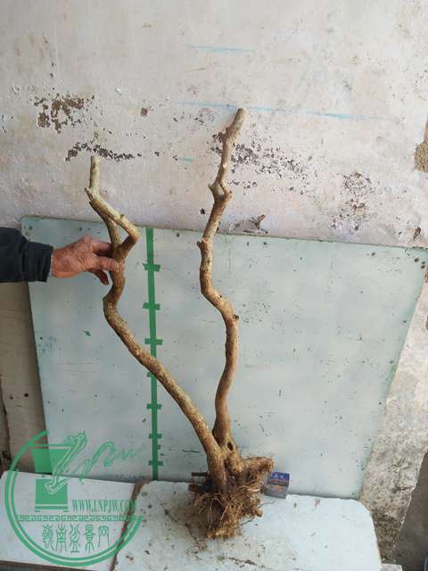 IMG20170302113827.jpg