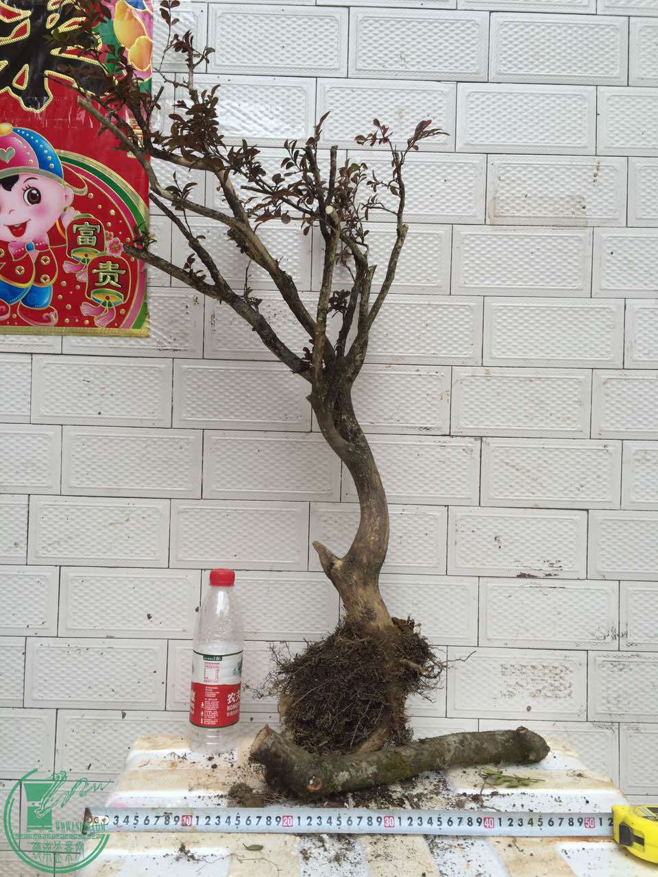 74.jpg