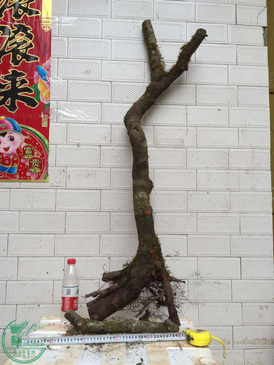 79.jpg